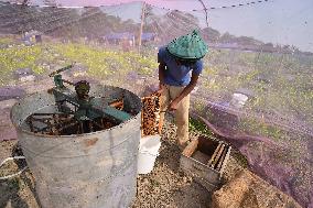 Mustard Agriculture In India