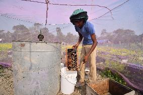 Mustard Agriculture In India