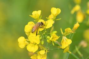 Mustard Agriculture In India