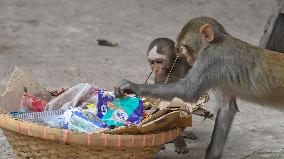 Monkey Day - Bangladesh