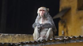 Monkey Day - Bangladesh