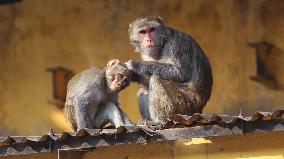 Monkey Day - Bangladesh