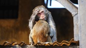 Monkey Day - Bangladesh