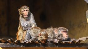 Monkey Day - Bangladesh