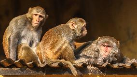 Monkey Day - Bangladesh