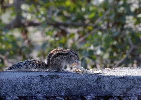 India Wildlife