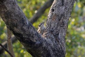 India Wildlife