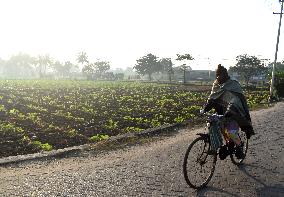 Agriculture India