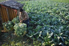 Agriculture India