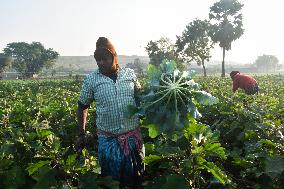 Agriculture India