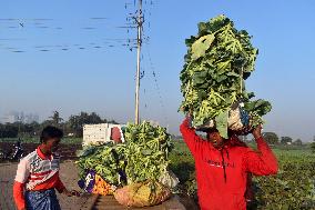 Agriculture India