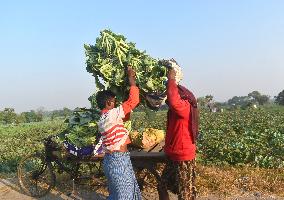 Agriculture India