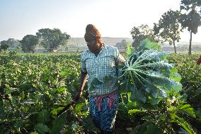 Agriculture India