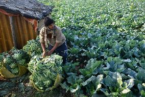 Agriculture India