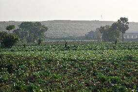 Agriculture India