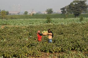 Agriculture India