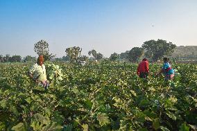 Agriculture India