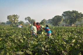 Agriculture India