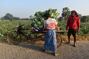 Agriculture India