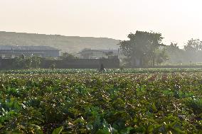 Agriculture India