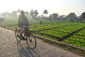 Agriculture India