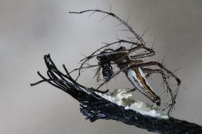 Long-jawed Orb Weaver Spider Feasting On A Fly In Kerala