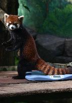 Japan And Indonesia Zoo Red Panda Breeding Cooperation