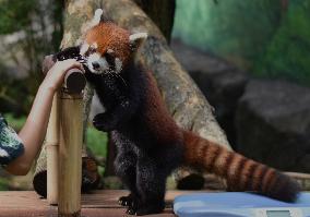 Japan And Indonesia Zoo Red Panda Breeding Cooperation