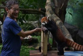 Japan And Indonesia Zoo Red Panda Breeding Cooperation