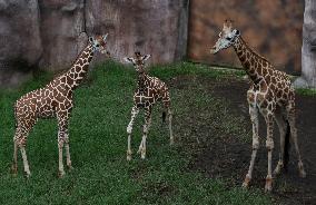 Japan And Indonesia Zoo Giraffe Breeding Cooperation