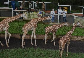 Japan And Indonesia Zoo Giraffe Breeding Cooperation