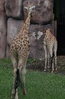 Japan And Indonesia Zoo Giraffe Breeding Cooperation