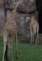 Japan And Indonesia Zoo Giraffe Breeding Cooperation