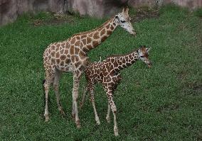 Japan And Indonesia Zoo Giraffe Breeding Cooperation