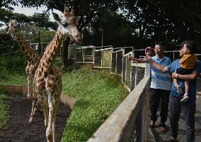 Japan And Indonesia Zoo Giraffe Breeding Cooperation