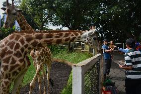 Japan And Indonesia Zoo Giraffe Breeding Cooperation