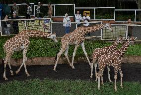 Japan And Indonesia Zoo Giraffe Breeding Cooperation