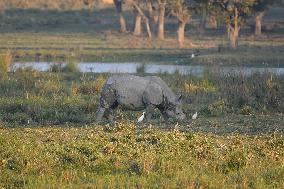 India Wildlife