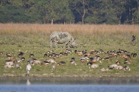 India Wildlife