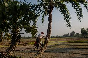 Daily Life In Magura