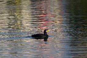 Migratory Birds Settle In Kathmandu