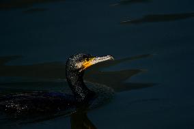 Migratory Birds Settle In Kathmandu