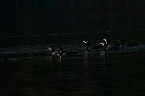 Migratory Birds Settle In Kathmandu