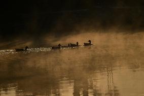 Migratory Birds Settle In Kathmandu