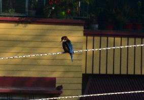 Common Kingfisher Bird