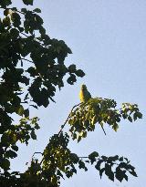 India Bird Parrot