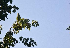 India Bird Parrot