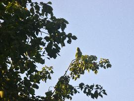 India Bird Parrot