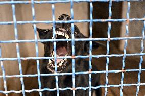 Dog training center of National Police in Zaporizhzhia