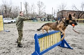 Dog training center of National Police in Zaporizhzhia